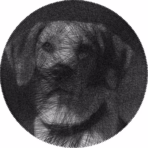 Chien
